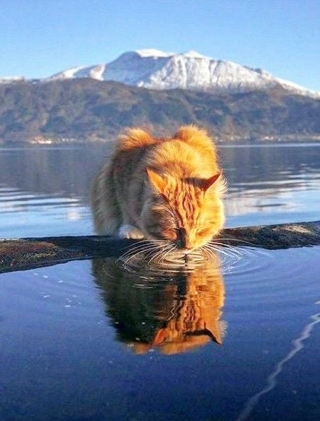 Offrez à votre chat une source de fraîcheur et de santé cet été avec notre fontaine à eau !